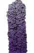 Lammy Yarns Zara 605 PaarsZwart